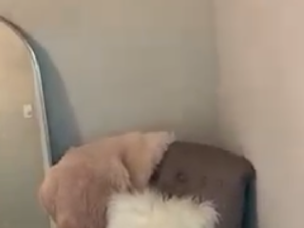 Adorable dog sitting on a cozy chair in a stylish salon or lounge.